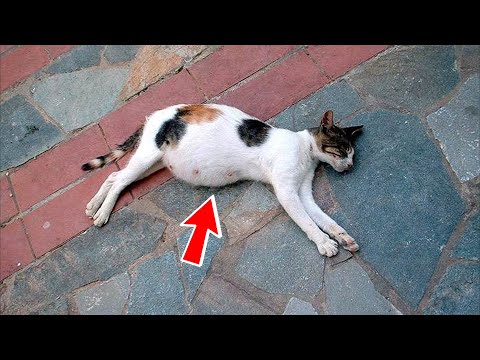 Video: Kad kaķēni jāadoptē?