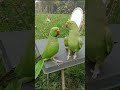 Parrot calling mithu mithu