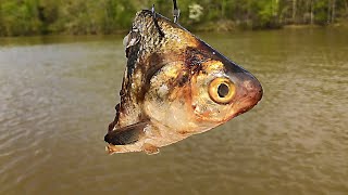 Five Lies About Catfish Bait