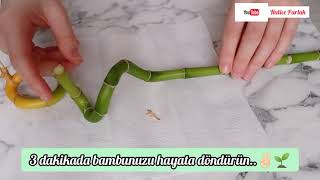 3 Dakikada Bambu Kurtarma Sararan Bambularınızı Dakikalar Içinde Kurtarın
