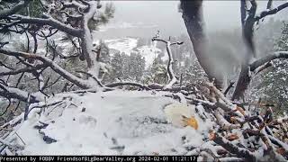 Jackie and the Snowstorm FOBBV CAM Big Bear Bald Eagle Live Nest - Cam 1 \/ Wide View - Cam