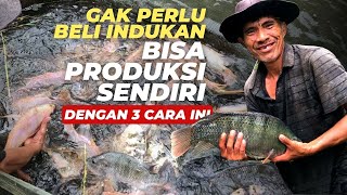 Cara Produksi Induk Ikan Nila Berkualitas Skala Rumahan