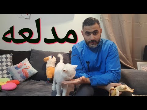 فيديو: هل يمكن للقطط أن تأكل حصى الفواكه؟