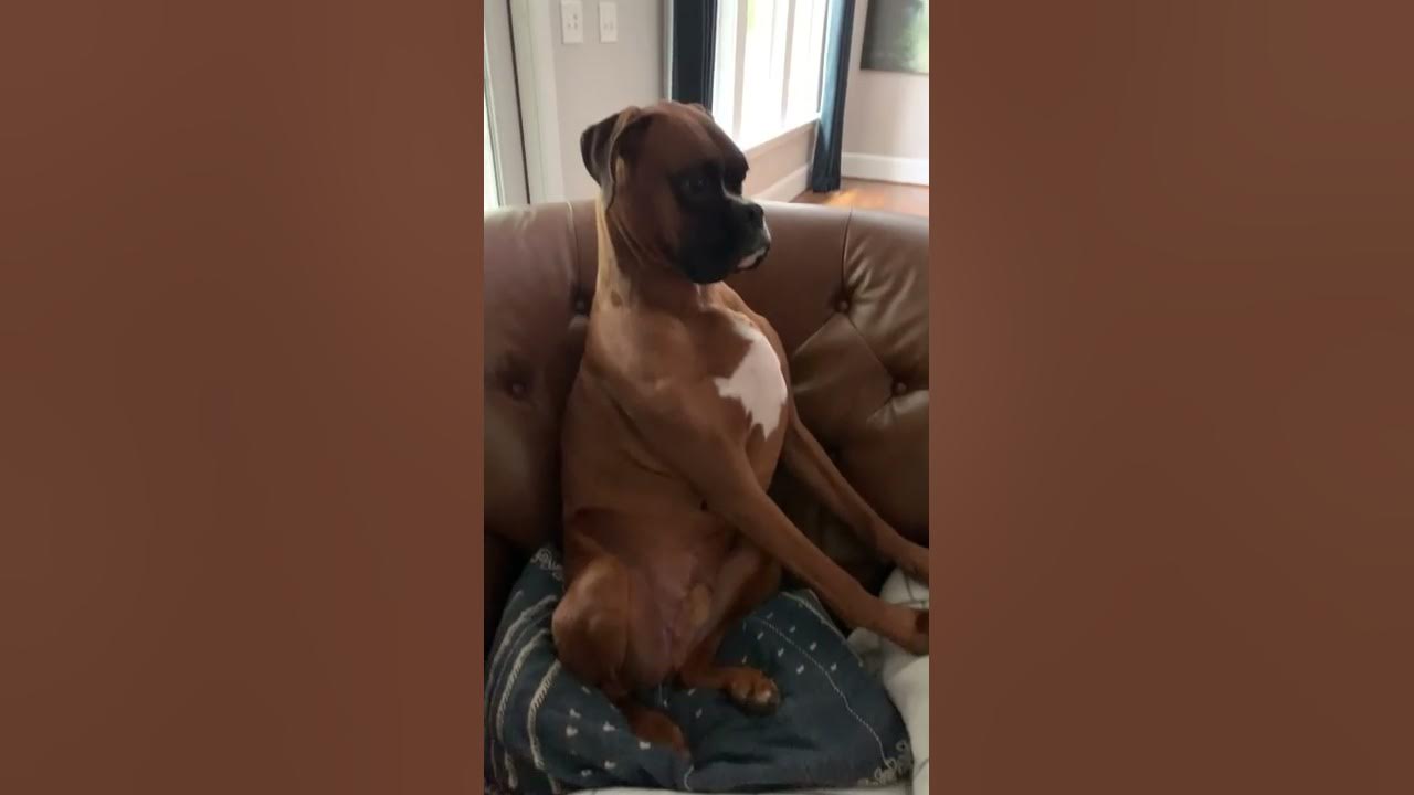 Dog Leaves a Trail of Toilet Paper Destruction || ViralHog - YouTube