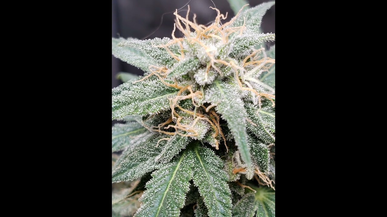 hunting ambers found crystals boomer learning to grow series trichomes plants