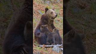 Медведица- мать- героиня, которая спит во время родов😂 #youtubeshorts #животные #рек