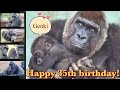 2人の天使の母。ゲンキ35歳の誕生日⭐️ゴリラ Gorilla【京都市動物園】The 35th birthday of Genki, the mother of two angels.