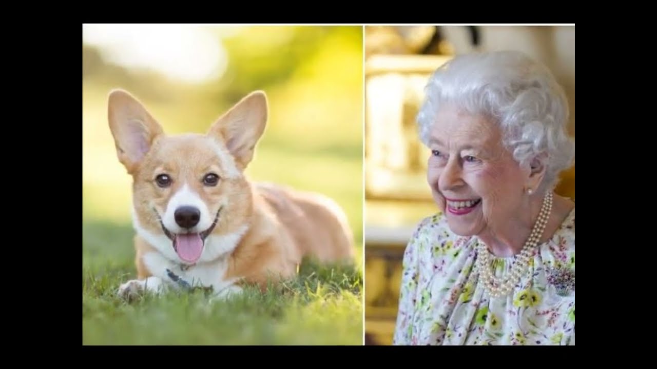 Qui va s'occuper des corgis, les chiens de la reine d'angleterre - YouTube