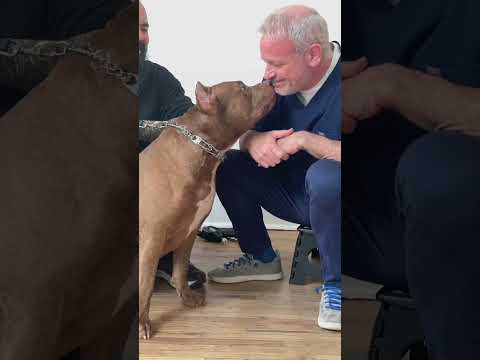 Vidéo: Des pit-bulls thérapeutiques visitent des patients malades pour élever leurs esprits