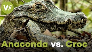 Giant Anaconda vs. Crocodile - A battle that has raged for 60 Million years