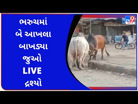 ભરુચમાં બે આખલા બાખડ્યા જુઓ LIVE દ્રશ્યો | Tv9GujaratiNews