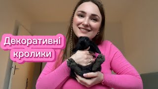 картинка: Як доглядати за кроликами: декоративні кролики, наш найкращий досвід