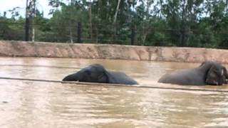 elephants playing in the lake