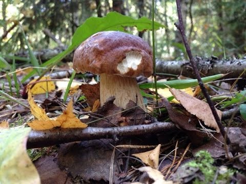 Лесные дары матушки природы