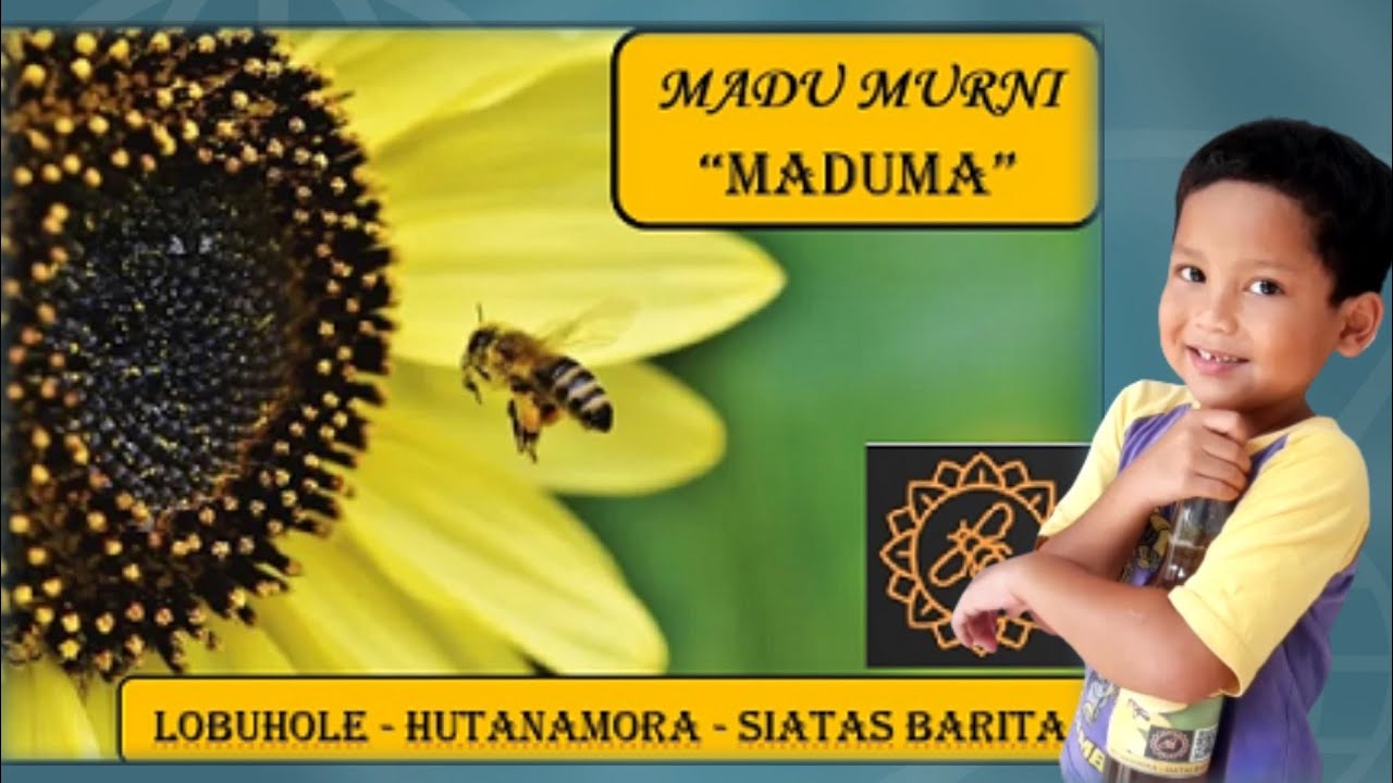 Intip Budidaya Ternak Madu || MADUMA 