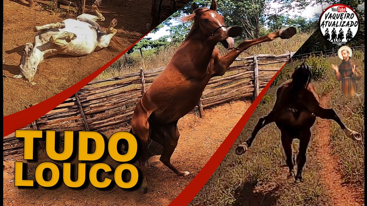 Deu a Louca nos Animais da