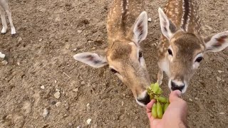 Resort in the Desert 🦌🦆🐇🦚 (MANIFA)-منتجع في الصحراء (منيفه)