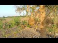 Irani Teetar na drug ke upar baithkar bolna Shuru kar diya #teetarawaz #vairalvideo #birds
