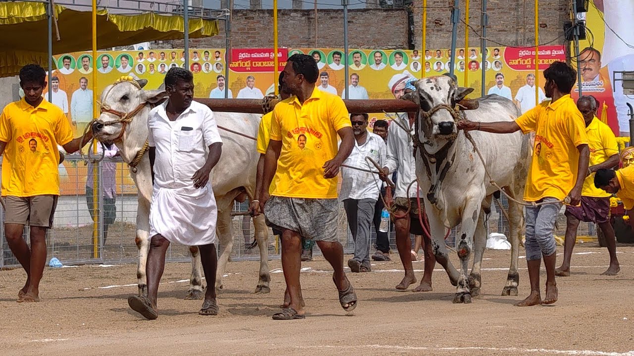 2026-చిలకలూరిపేట.2పళ్ళు.6వ జత.గుత్తా వెంకాయమ్మ గారు గోవిందపురం గ్రామం పల్నాడు జిల్లా