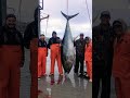 Massachusetts BLUEFIN TUNA