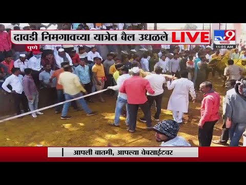 Pune | Bullock Cart Race | पुण्यात दावडी निमगावच्या यात्रेत बैलगाडा  शर्यत -tv9