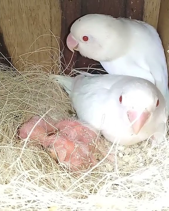 100% LOVEBIRD ALBINO LANGKA #lovebird #short #birdsong #lakbet #viral #LavebirdNgekek