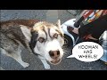Dog turns strangers into friends daily with howling love