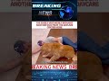 THE FAMILY MISTAKENLY BROUGHT ANOTHER DOG FROM THE DAYCARE CENTER HOME#news #breakingnews #fyp #usa