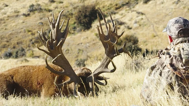 New Zealand Hunting Record Book Red Stag & Fallow Deer