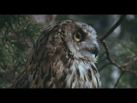 North Caucasian Karachay-Balkar folk song "Apsati" (music video)