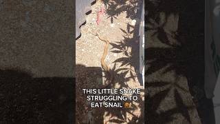 Watch the Slug Eater in Action on Our Homestead! #shorts #snake #slugs #snail #homestead #nature
