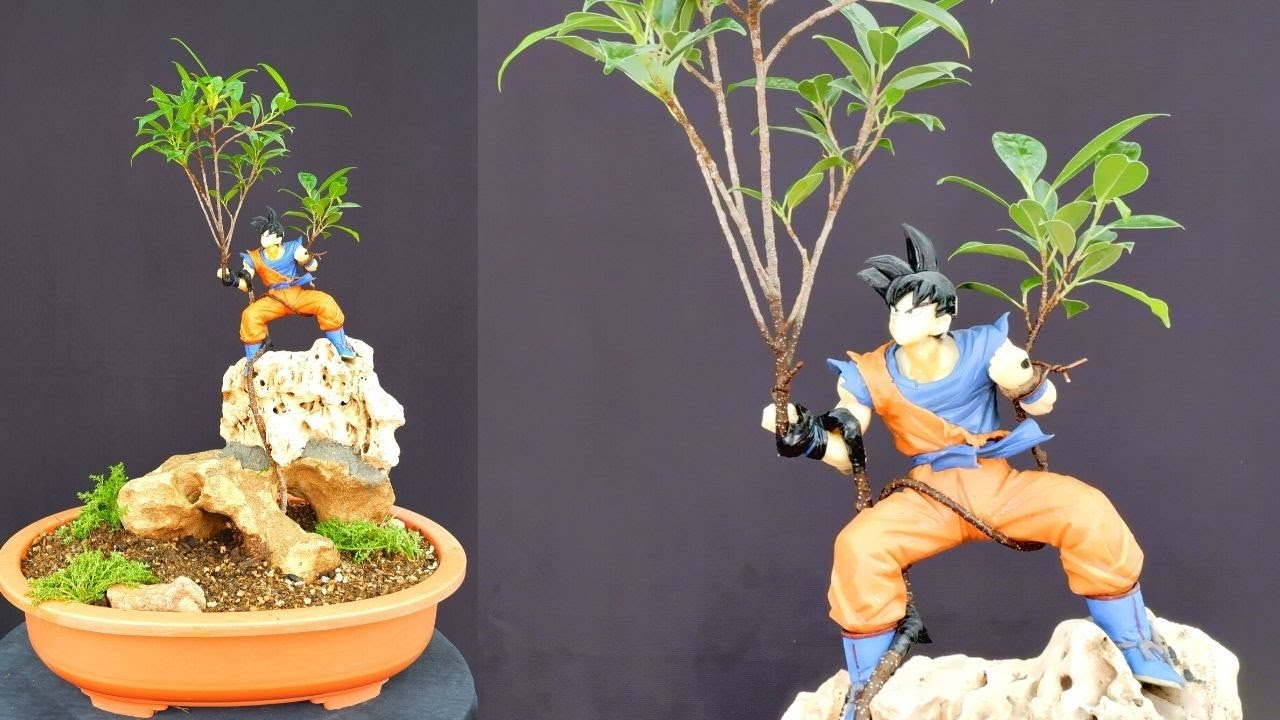 pre bonsai for sale Green Witch Gardens