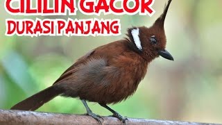 Cililin Coklat Gacor Durasi Panjang Untuk Masteran Murai Batu, Kacer Dan Cucak Ijo