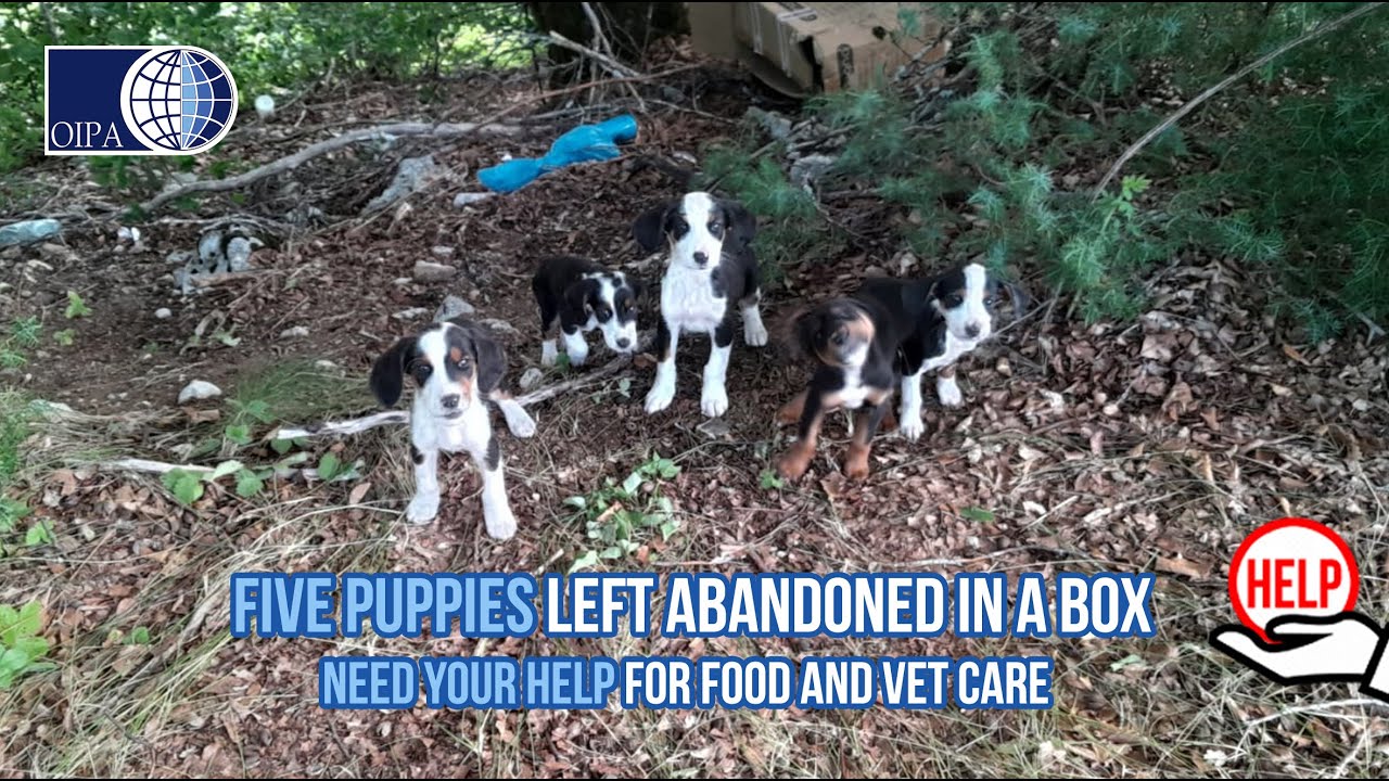 FIVE PUPPIES ABANDONED IN A BOX. NOW, THEY ARE SAFE BUT NEED YOUR HELP ...