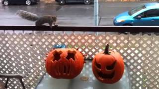 Squirrel in my pumpkin
