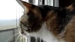 приколы с животными Кошка охотник 2015 приколы с животными Кошка охотник 2015