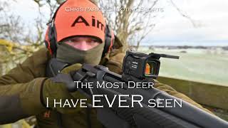 The most Fallow Deer I have EVER seen, hundreds run past, Aimpoint Driven Hunt in Sweden 2022