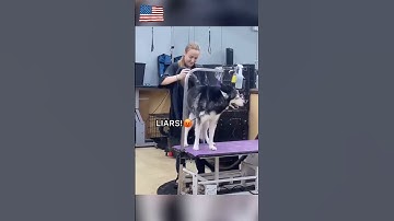 Thumbnail of #cat #dog #us #usa #funny #happycats #catmemes #music #sheep #parrot #Horse #pets