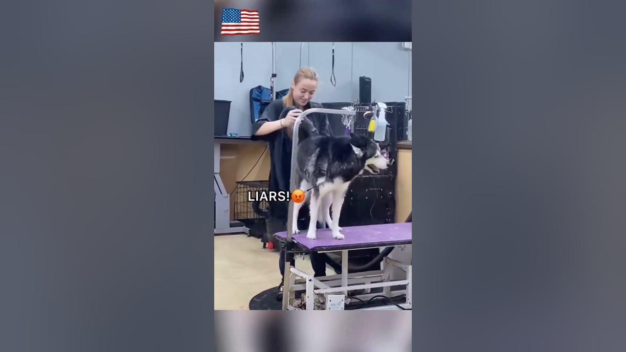 #cat #dog #us #usa #funny #happycats #catmemes #music #sheep #parrot #Horse #pets