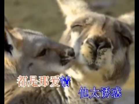 都是爱情太诱惑(ktv)