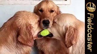 【かわいすぎ】キリンビバレッジがおくる癒しの動物動画