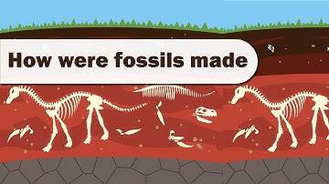 How Were Fossils Made #education || Kidslearning || Animationvideo
