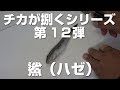 ハゼの捌き方♪【チカが捌くシリーズ】