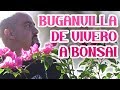 Buganvilla de vivero a Bonsai!