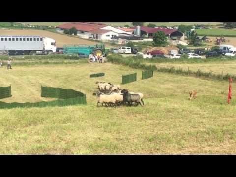 Exhibición de perros pastores en Arraitz Día de la cuajada  VIII Navarra