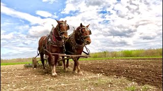 So... did you want me to talk about things? Nope, NOT TODAY! // Draft Horse Farming #635