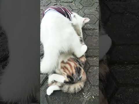 Ketika si Chimi Lagi Birahi❗#kucing #catvideos #catshorts #masukberanda