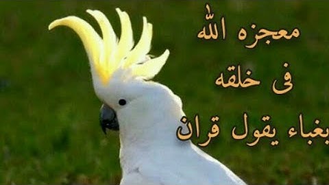 بغبغان يقرا سوره الفاتحه والاخر يقرا سوره الاخلاص(سبحان الله )