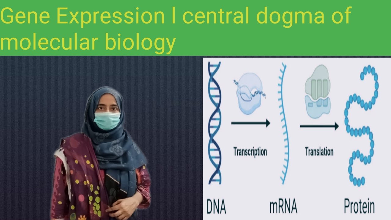 Gene expression l central dogma of molecular biology - YouTube