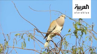 صباح العربية | سعودي يوثق طيور السعودية في كتاب مجاني